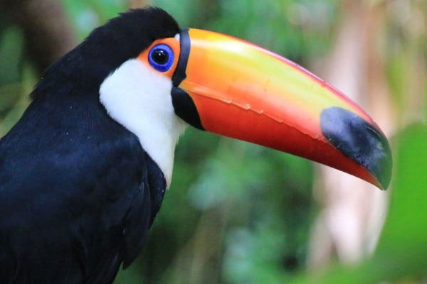 Passeio Bioparque Temaiken