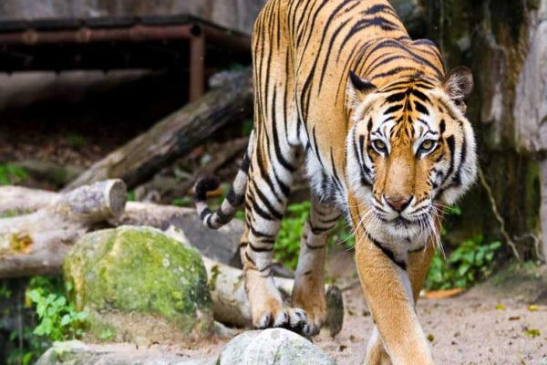 Passeio Bioparque Temaiken