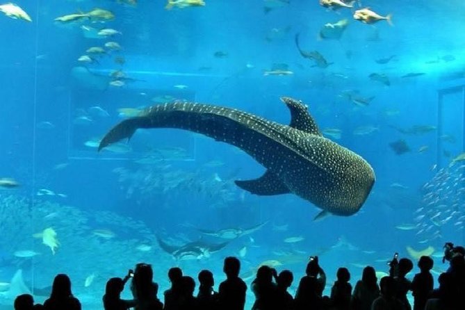 Passeio Bioparque Temaiken